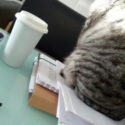 A cat, a cup and some sheet