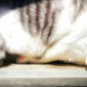 So long, gattino, and thanks for all the fish